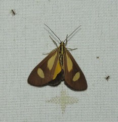 Phaeochlaena amazonica