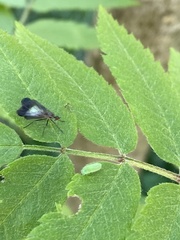 Rhamphomyia marginata