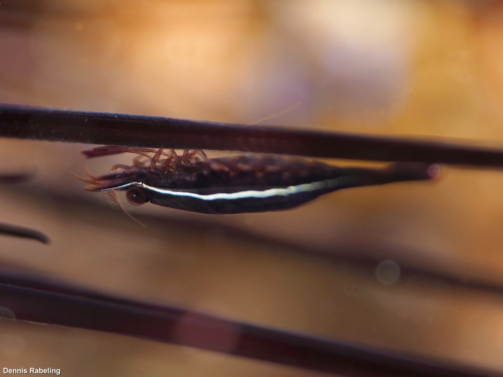 Black urchin shrimp