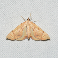 Eulithis diversilineata