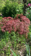Acer palmatum