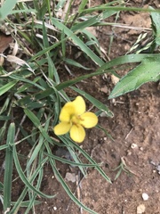 Senna pumilio