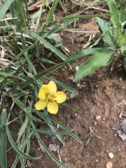 Senna pumilio