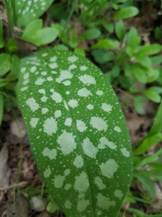 Pulmonaria longifolia