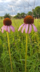 Echinacea atrorubens