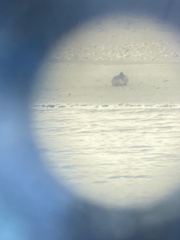 Somateria mollissima