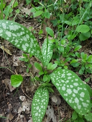Pulmonaria longifolia