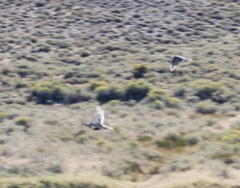 Centrocercus urophasianus