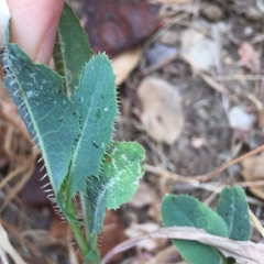 Lactuca serriola