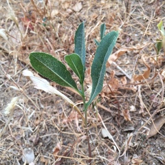 Lactuca serriola