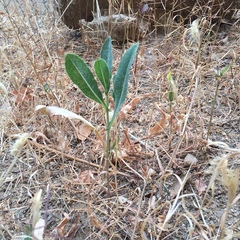 Lactuca serriola