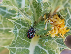 Eurydema ornata