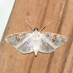Palpita illibalis