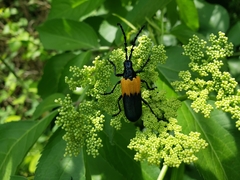Desmocerus palliatus