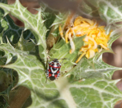 Eurydema ornata