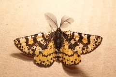 Eurranthis plummistaria
