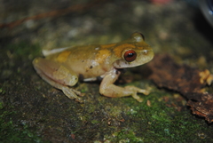 Atlantihyla spinipollex