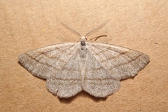 Perconia strigillaria