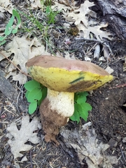 Butyriboletus primiregius
