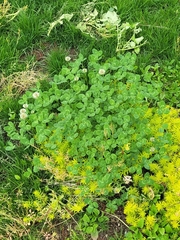 Trifolium repens