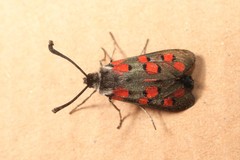 Zygaena rhadamanthus