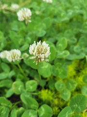 Trifolium repens