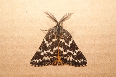 Athroolopha pennigeraria