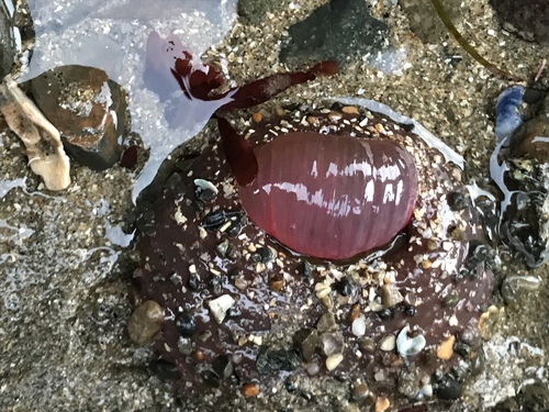Urtibrina rimicola