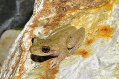 Atlantihyla spinipollex