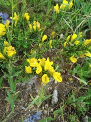 Genista depressa