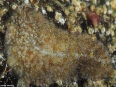 Thysanozoon brocchii