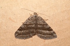 Scotopteryx coarctaria