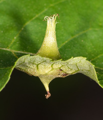 Phylloxera caryaefoliae