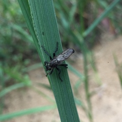 Lasiopogon