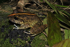 Craugastor aurilegulus