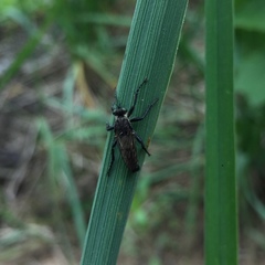 Lasiopogon