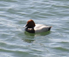 Aythya ferina
