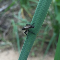 Lasiopogon