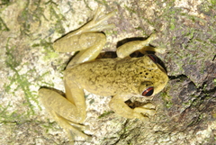 Atlantihyla spinipollex