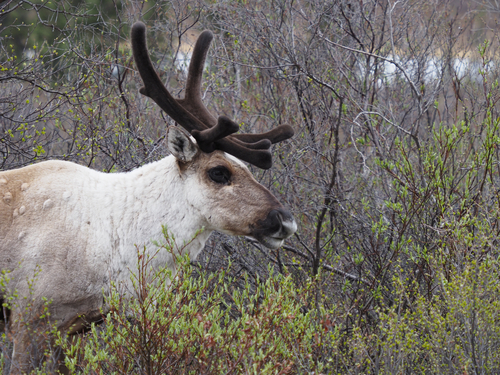 Caribou photographed in Alaska