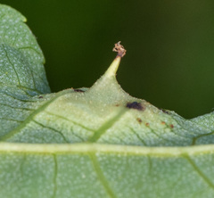 Phylloxera caryaefoliae