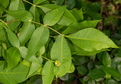 Phylloxera caryaefoliae