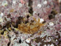 Spurilla neapolitana