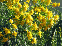 Euryops brevipapposus