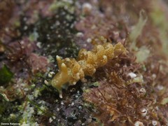 Spurilla neapolitana