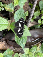 Aterica galene extensa
