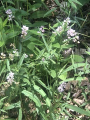 Orbexilum pedunculatum