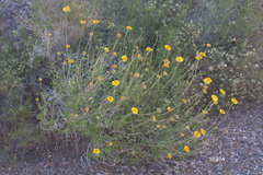 Encelia virginensis