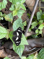 Aterica galene extensa