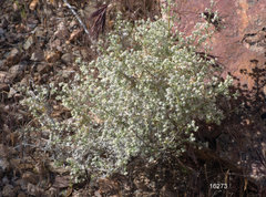 Galium stellatum